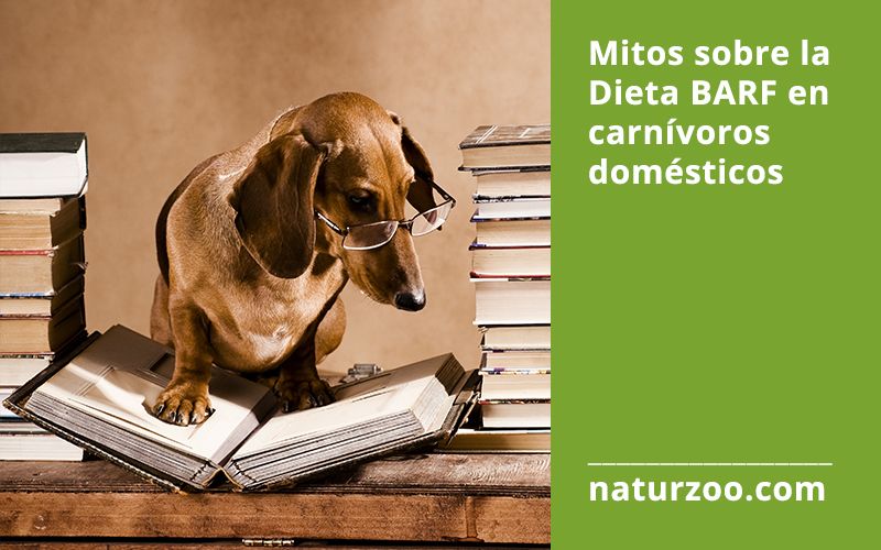 Lee más sobre el artículo Mitos sobre la Dieta BARF en carnívoros domésticos