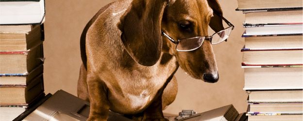 Mitos sobre la dieta BARF