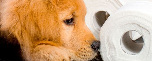 Heces de los perros que comen BARF