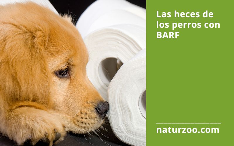 Lee más sobre el artículo Las cacas de los perros o gatos que consumen dieta BARF
