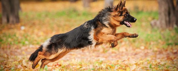 Mejoras que observarás en tu perro si alimentas de forma natural BARF