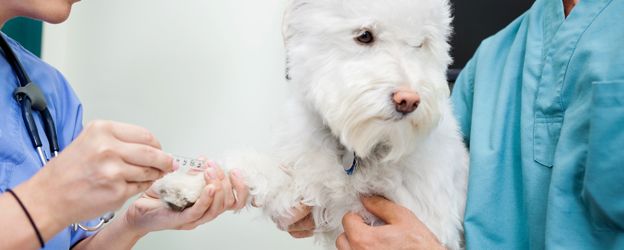 Análisis de sangre en BARF.