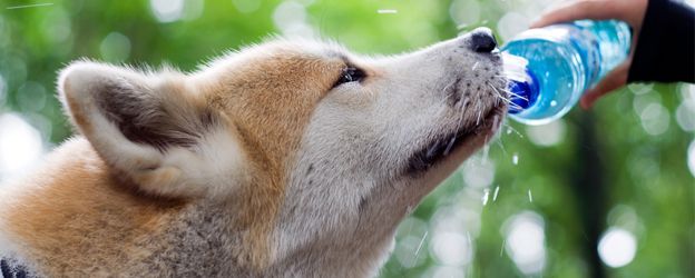 Proceso de desintoxicación del pienso