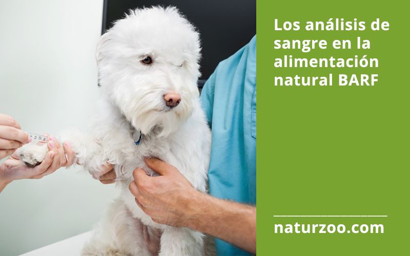 Lee más sobre el artículo Los análisis de sangre en la alimentación natural BARF