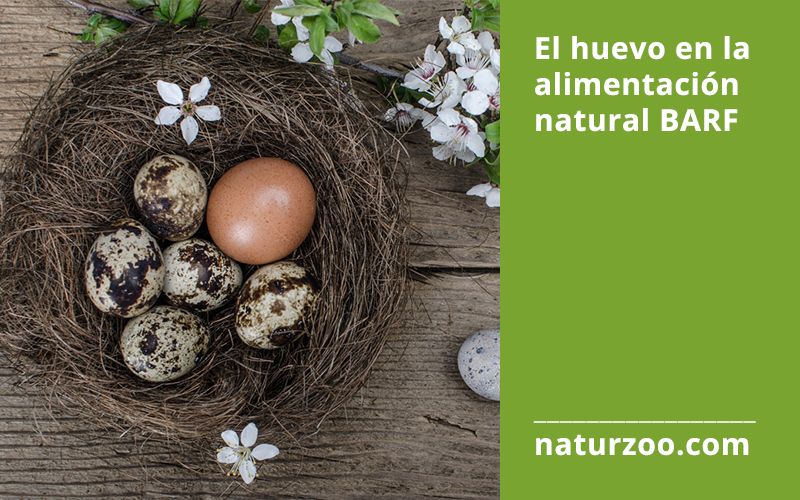 Lee más sobre el artículo El huevo en la alimentación natural BARF