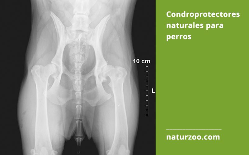 Lee más sobre el artículo Condroprotectores naturales para perros