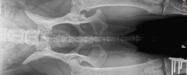 Condroprotectores Naturales