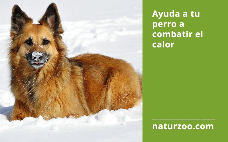 Lee más sobre el artículo Helados para ayudar a tu perro a combatir el calor