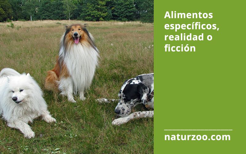 Lee más sobre el artículo Alimentos específicos por razas, realidad o ficción