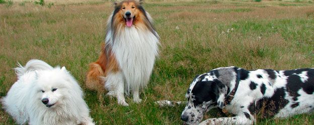 Alimento Específico