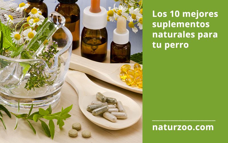 Lee más sobre el artículo Los 10 mejores suplementos naturales para tu perro o gato