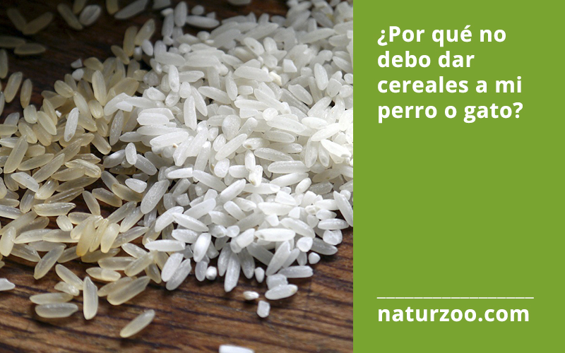 Lee más sobre el artículo ¿Por qué no debo dar cereales a mi perro o gato?