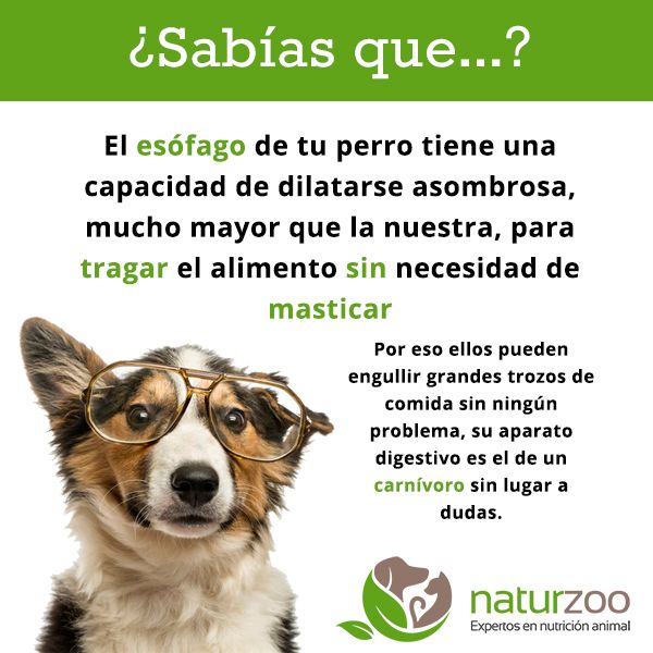 Lee más sobre el artículo El esófago de tu perro.