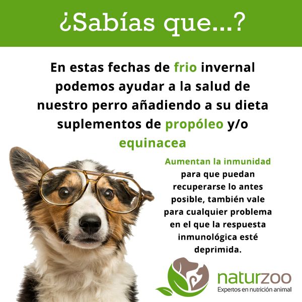 Lee más sobre el artículo Propóleo y equinacea para la inmunidad