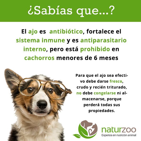 Lee más sobre el artículo El ajo como suplemento de la dieta BARF