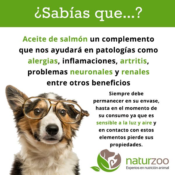 Lee más sobre el artículo El aceite de salmón, suplemento natural.