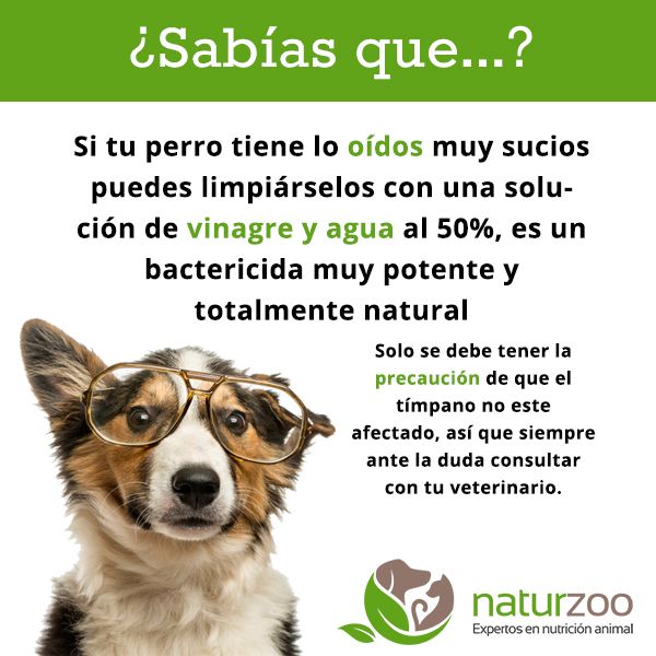 Lee más sobre el artículo Limpia los oídos de tu perro de forma natural