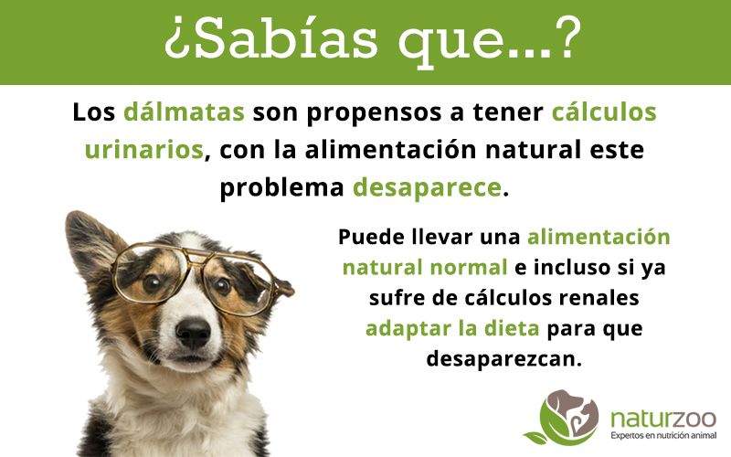Lee más sobre el artículo Dálmatas y cálculos urinarios