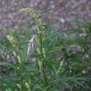 mugwort-170812_960_720