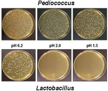 probiotico