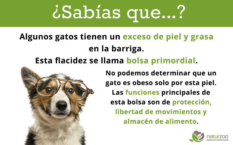 Lee más sobre el artículo La tripa de tu gato no siempre es obesidad