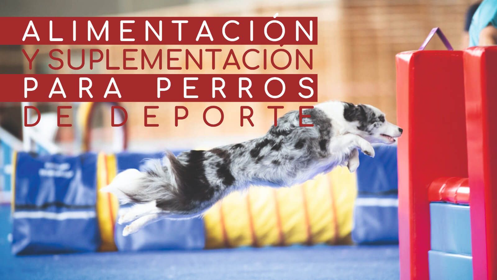 Lee más sobre el artículo Alimentación y suplementación natural en perros de deporte